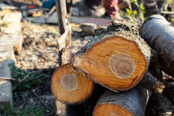 Best Fruit Tree Pruning  in USA
